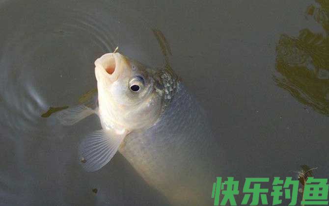 初冬钓鲫鱼实用技巧