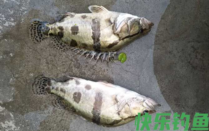 夏天为什么钓不到鳜鱼？