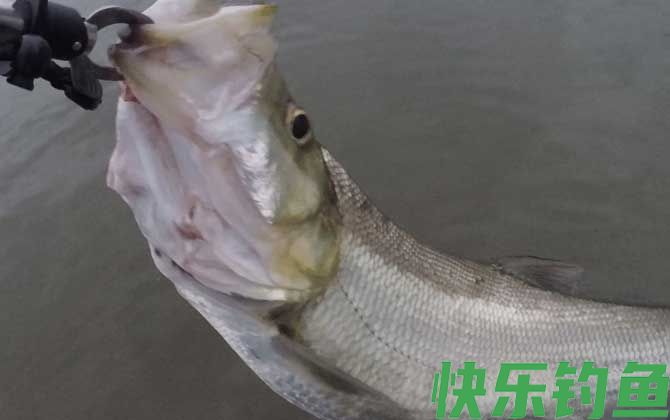 用玉米钓翘嘴怎样调漂？