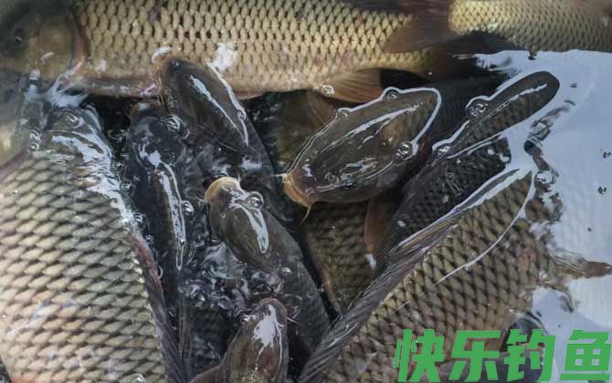 夏季野钓鲤鱼技巧及注意事项