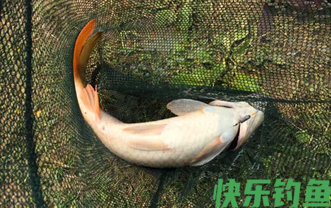 野钓鲤鱼打窝技巧及注意事项
