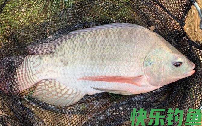 野钓大罗非钓多深合适？