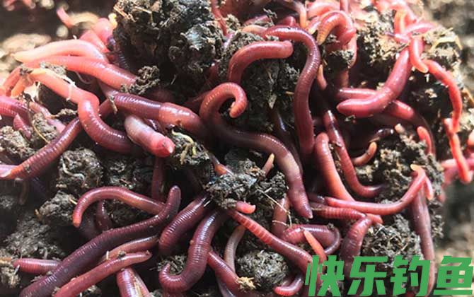 蚯蚓