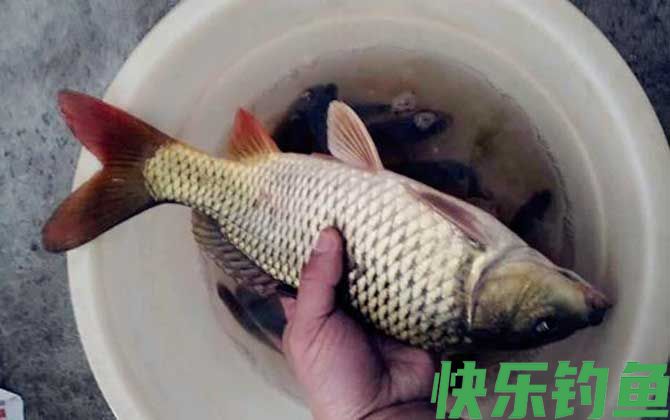 野钓鲤鱼