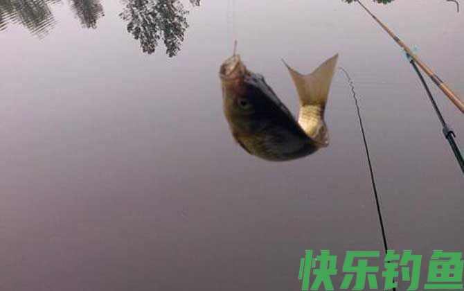 自然饵料