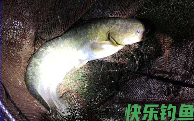 鲶鱼