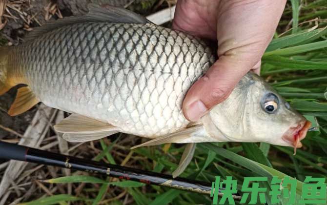 鲤鱼