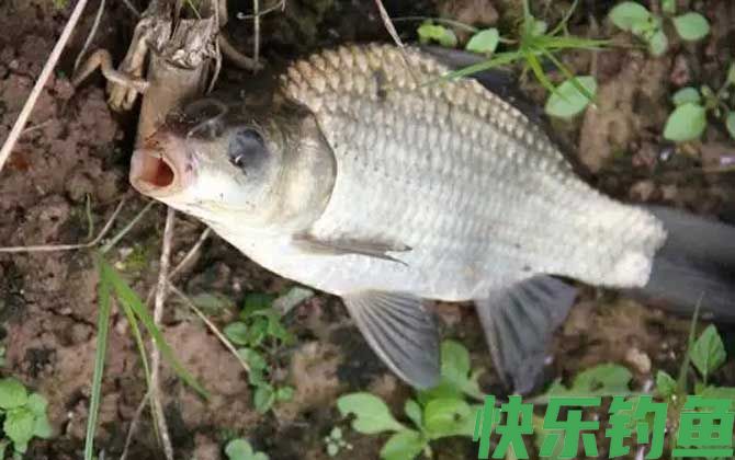 蚯蚓钓鱼