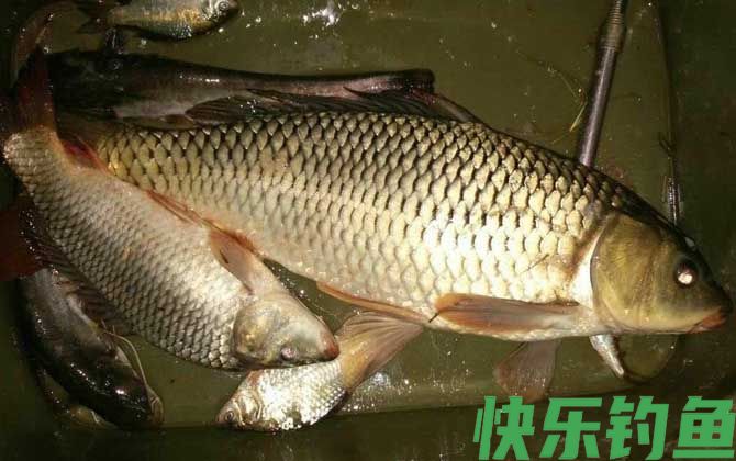 钓鲤鱼