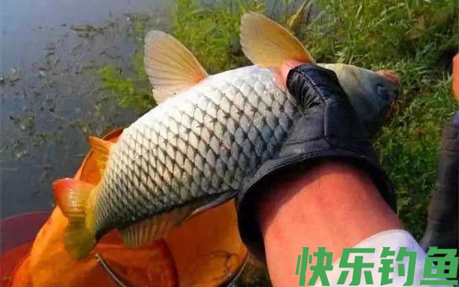 钓鲤鱼