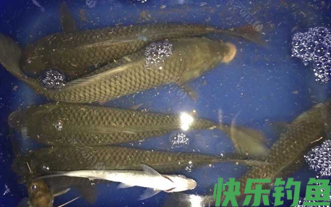 钓鲤鱼
