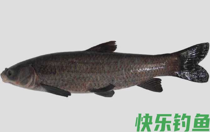 钓青鱼