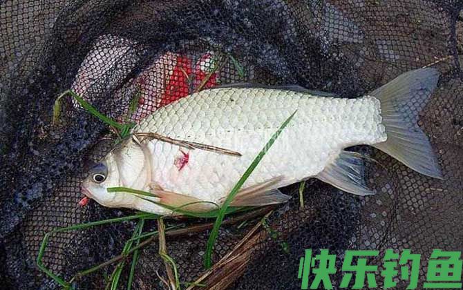 春季钓鱼