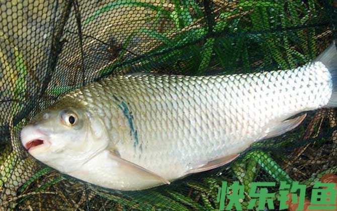 自制饵料
