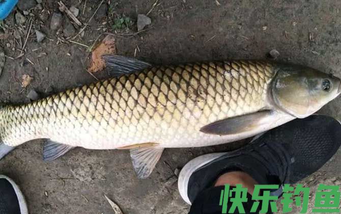 草鱼