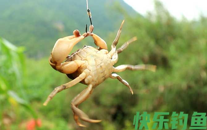 螃蟹