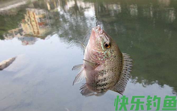 钓罗非鱼
