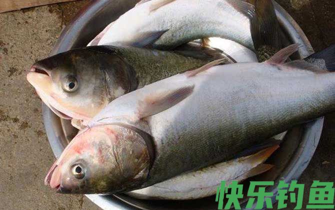 鲢鳙