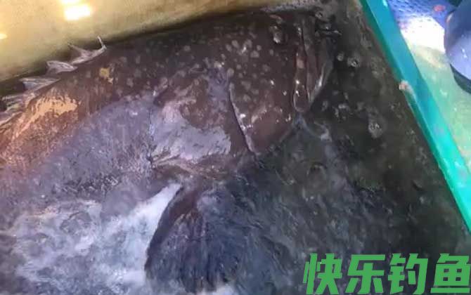 龙趸