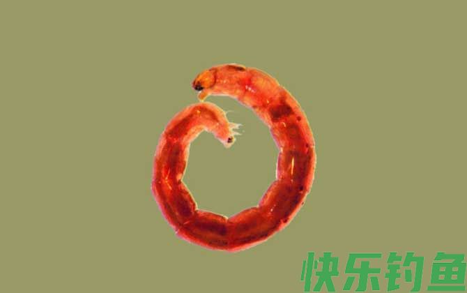 红虫