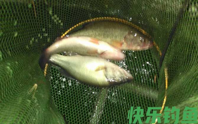 钓鲈鱼