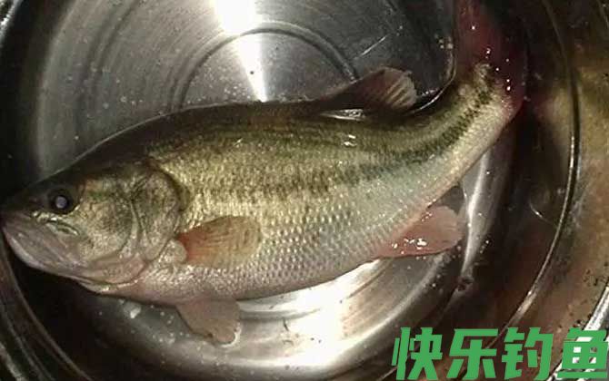 钓鲈鱼