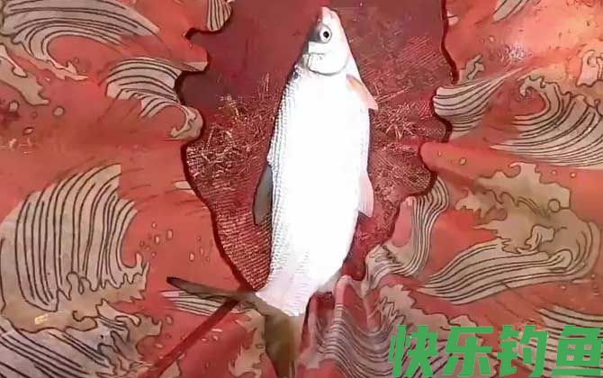 黄尾鱼