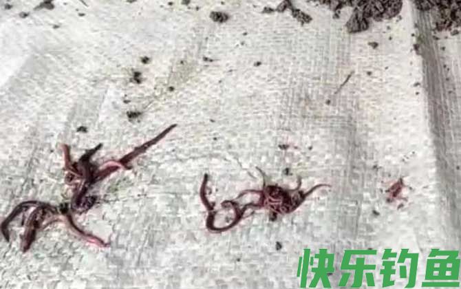 蚯蚓钓鱼