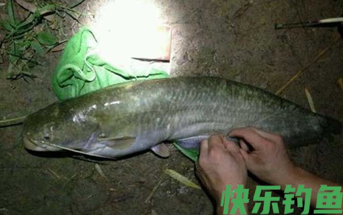 鲶鱼