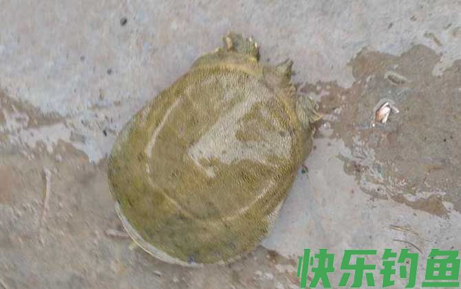 甲鱼