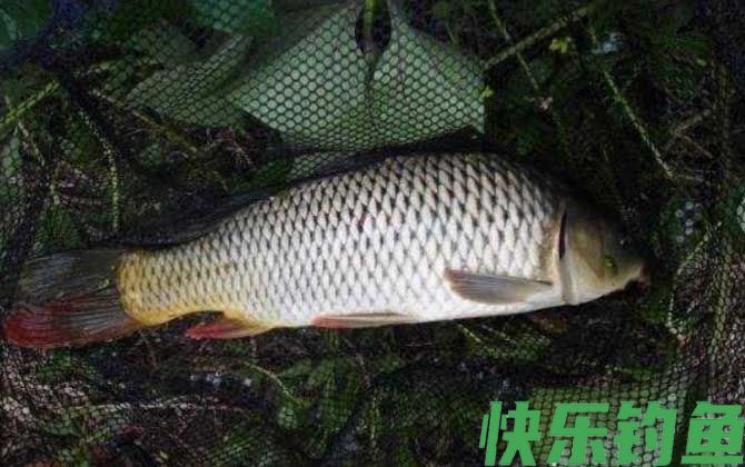 野钓鲤鱼