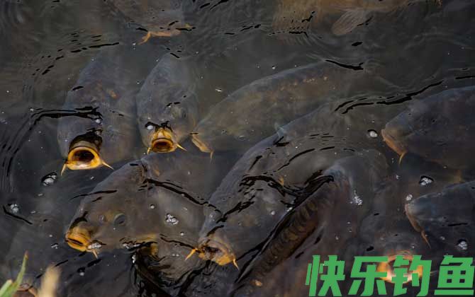 鲤鱼