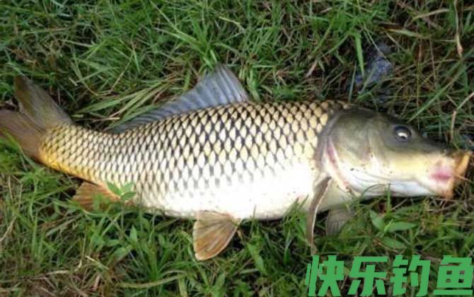 鲤鱼