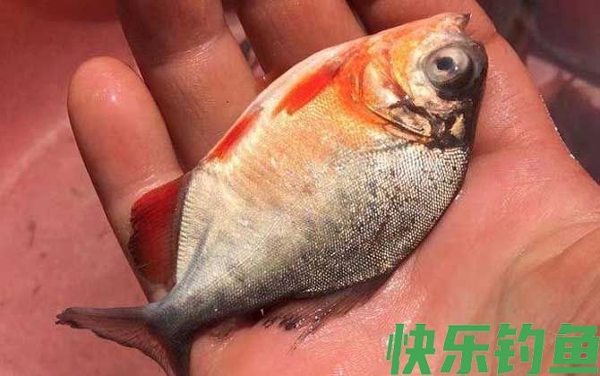 淡水白鲳