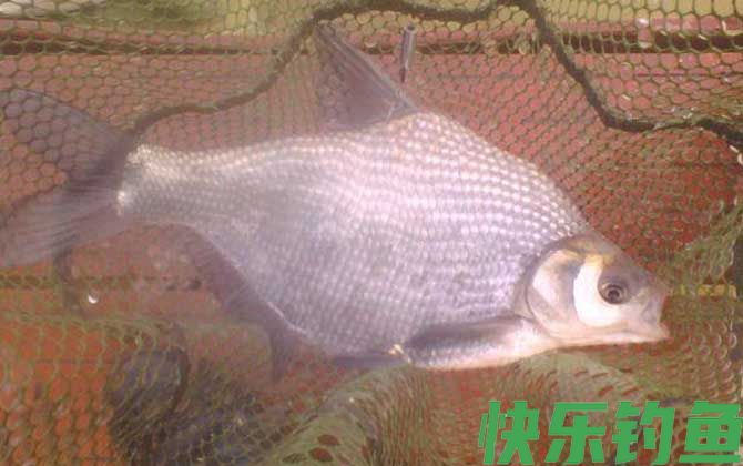 鳊鱼