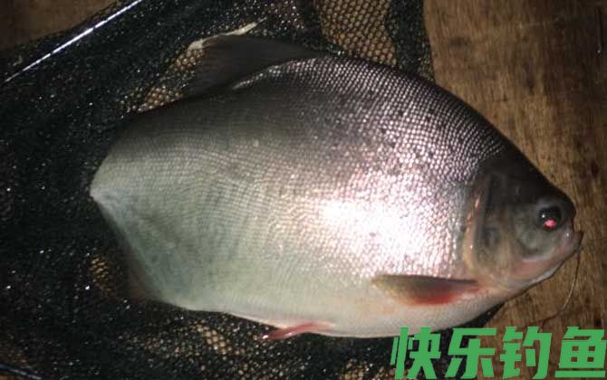 淡水白鲳