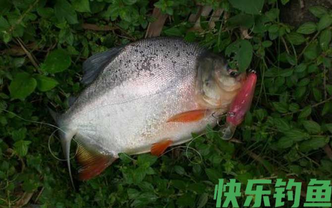 淡水白鲳