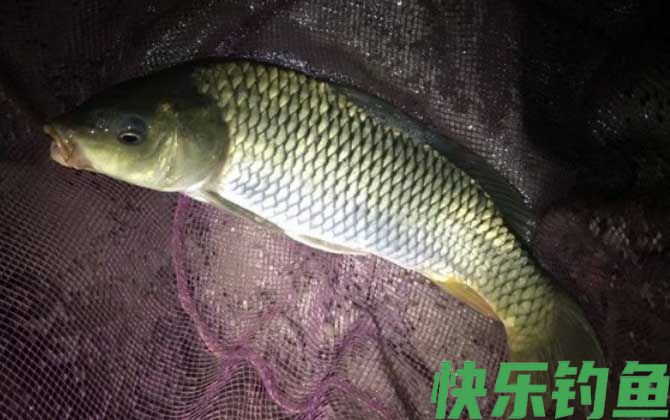 夜钓鲤鱼