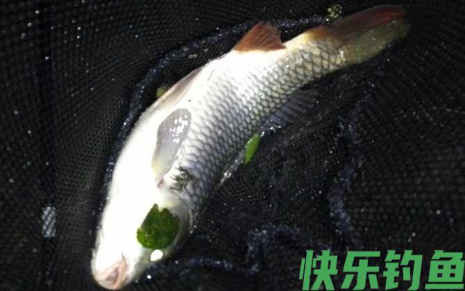 夜钓鲤鱼