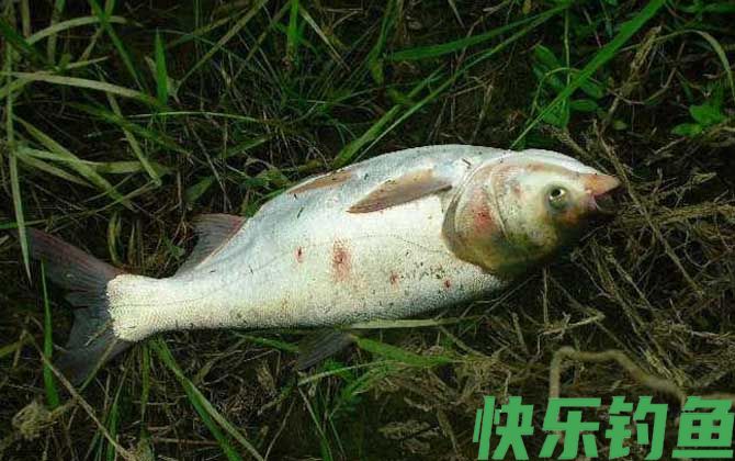 鲢鱼
