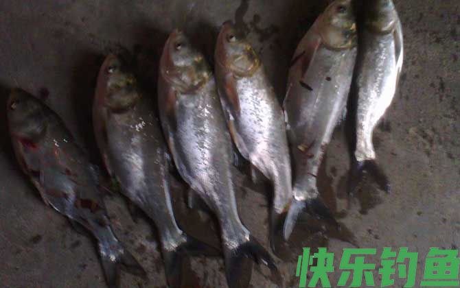 鲢鱼