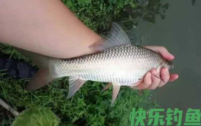 钓鲮鱼