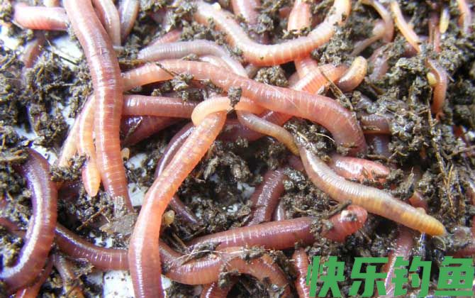 蚯蚓