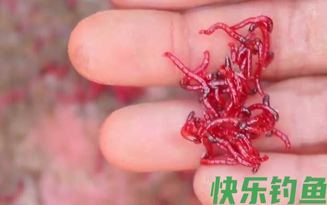红虫