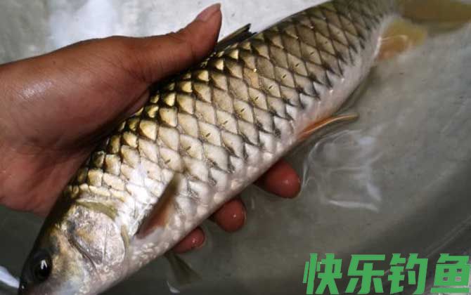 钓军鱼