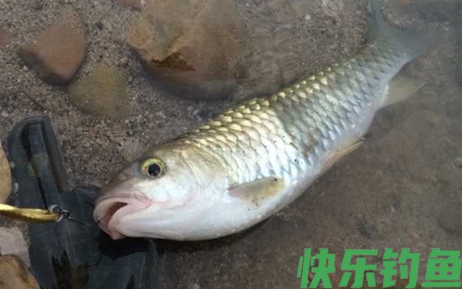 钓军鱼