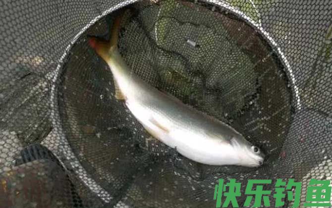 黄尾鱼