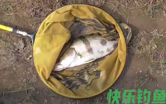 钓鳜鱼