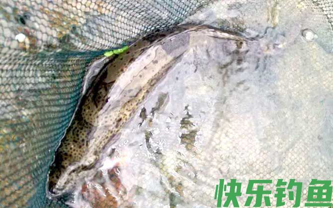 钓鳜鱼