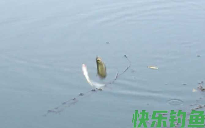 白条鱼